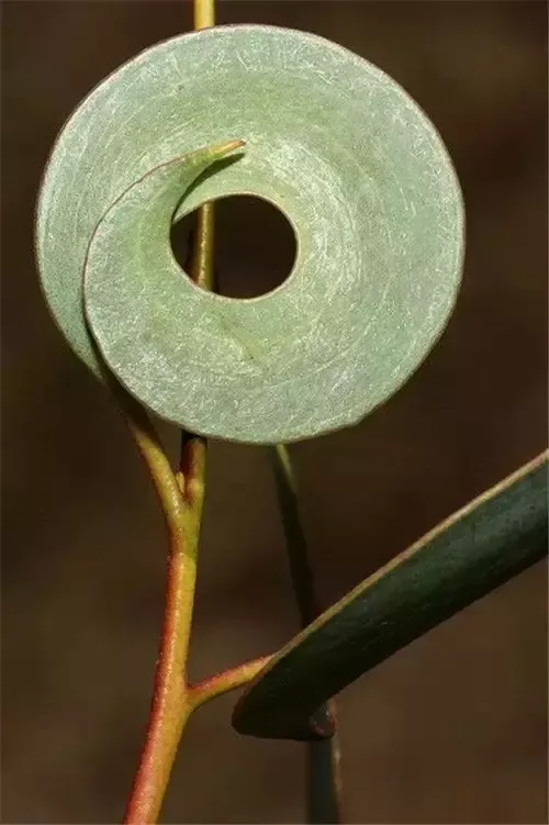 全球罕见奇花异草，第一个就吓到我了！