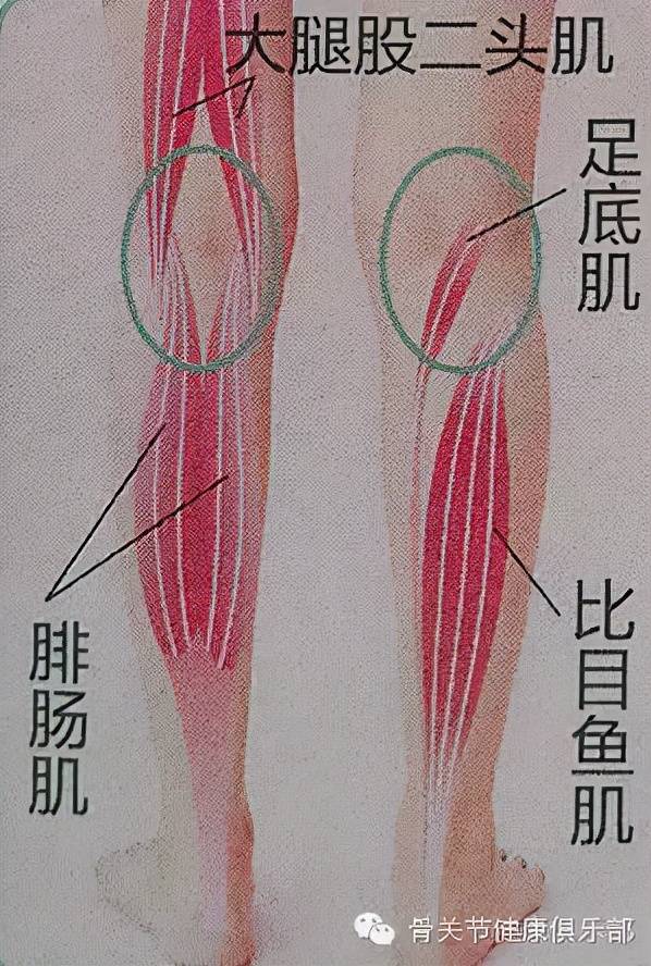 简便有效的瘦腿方法