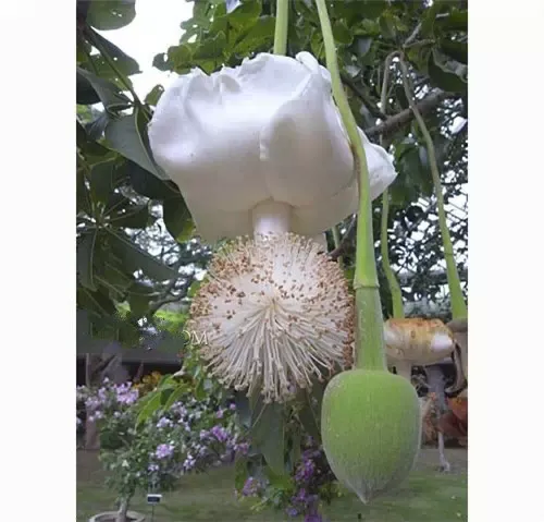 全球罕见奇花异草，第一个就吓到我了！