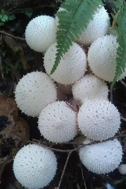 全球罕见奇花异草，第一个就吓到我了！