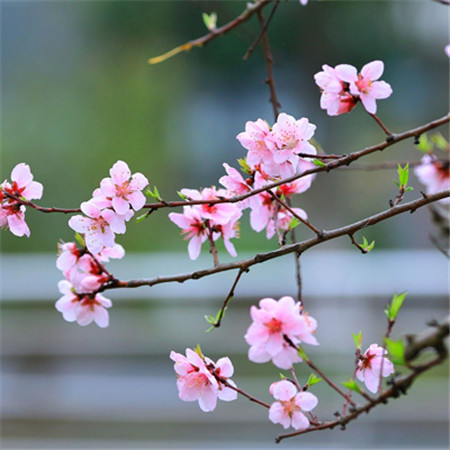 真实桃花图片大全高清图片