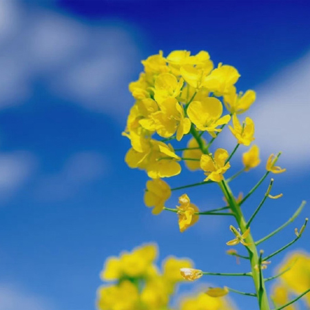 高清油菜花图片大全