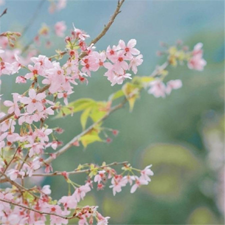 好看的真实樱花图片大全高清图片